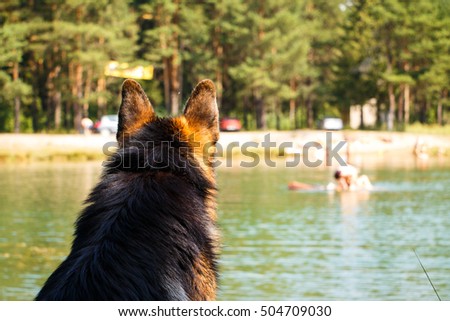 Dog german shepherd looks forward on the coast of the lake