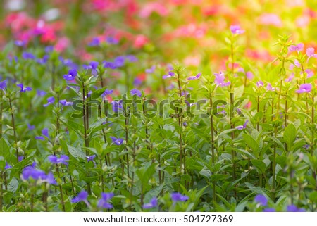 Flower (Blue Hawaii, Scrophulariacea) blue, purple color, Naturally beautiful flowers in the garden , process in soft orange sun light style