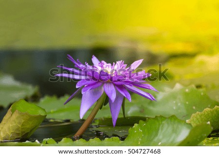 Lotus waterlily flower purple color, Naturally beautiful flowers in the garden , process in soft orange sun light style
