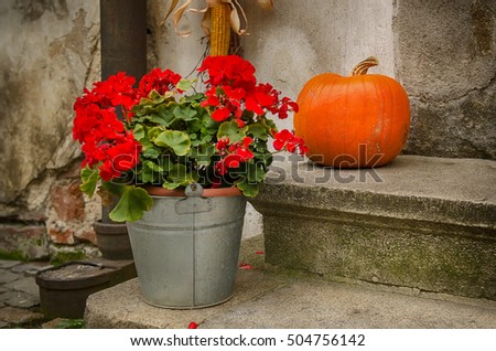 Halloween autumn holiday decoration at the stone stairs. Orange pumpkin against grunge wall and bucket with red flowers, seasonal background