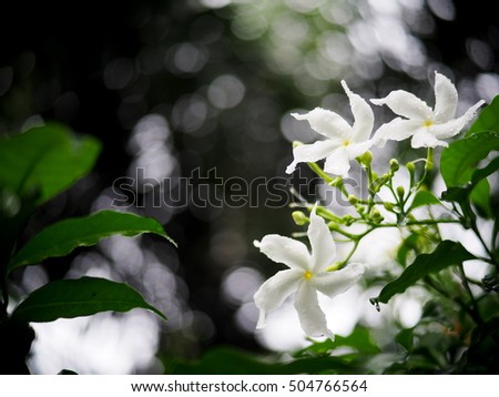 white Gerdenia Crape Jasmine, white flowers under natural sunlight with dark green bokeh background