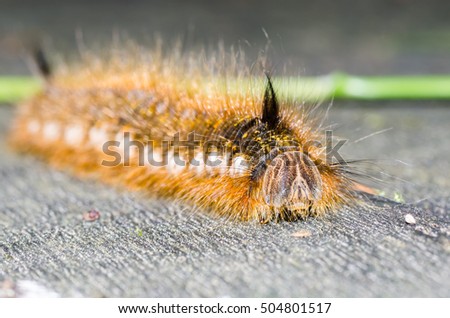The picture shows a butterfly caterpillar - herbal moth.