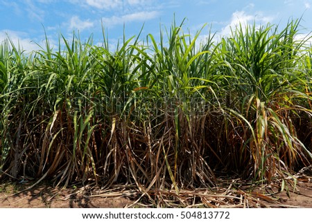 sugarcane field with blue sky