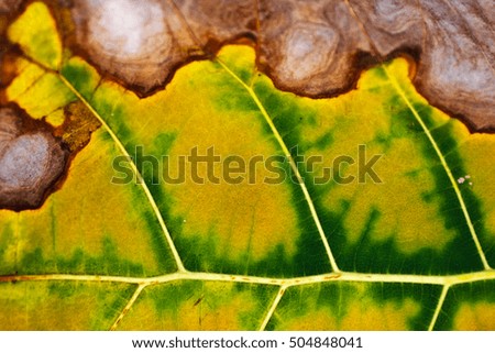 Teak leaf texture when will going to dry phase