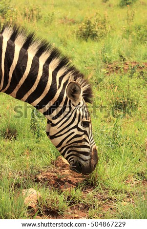 Zebra eating on African Savanna. Safari in Africano Park Open Zoo, Johannesburg, South Africa.