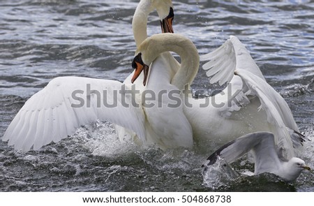Amazing fight of the swans