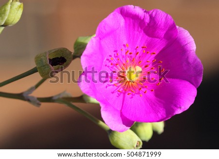 Calandrinia grandiflora, Rock Purslane, perennial herb with succulent rossete of grey green leaves and brilliant purple poppy like flowers on a long axis.