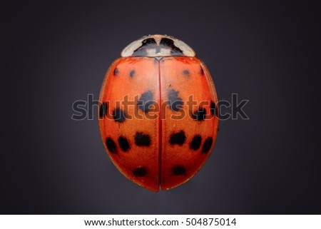 Asian beatle (Harmonia axyridis) red asian beatle, with black spots in separate background.