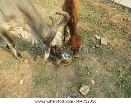 Cow eating