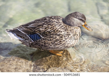 ducks on the water's edge