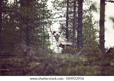Reindeer looking to the camera from the deep forest. Deer has big horns. Image has a vintage effect applied.