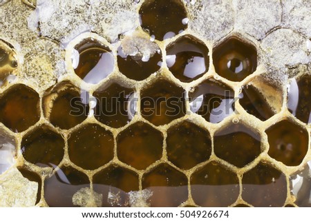 Honeycombs filled with honey closeup. In each cell of honeycomb the reflection of light in the form of an asterisk. Texture.