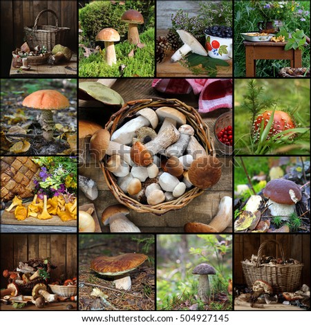 Collage from pictures with mushrooms: cepe, boletus, aspen mushroom, mushroom chanterelle, russula, birch mushroom, fly agaric.