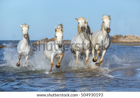 White Camargue Horses galloping along the beach in Parc Regional de Camargue - Provence, France Royalty-Free Stock Photo #504930193