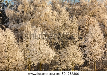 Beautiful frozen birch forest in winter. Landscape with frozen birch trees.