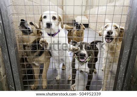 Locked kennel dogs abandoned, sadness Royalty-Free Stock Photo #504952339