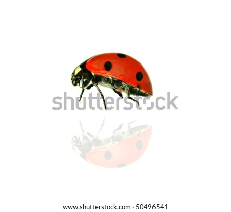 Beautiful ladybug on white background