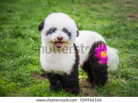 Cute fluffy little dog painted like a panda for Halloween pet costume contest