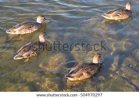Canada geese swimming in the lake 