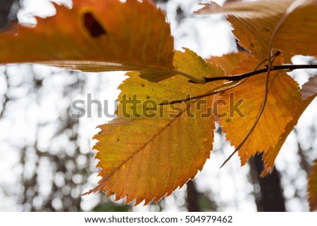 autumn leaves of hornbeam