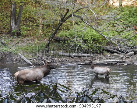 Bull and cow elk in the river
