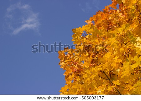 Photo view of  golden-leaved maple trees with beautiful sun-illuminated autumn yellow heavy foliage over bright blue sky background, horizontal picture