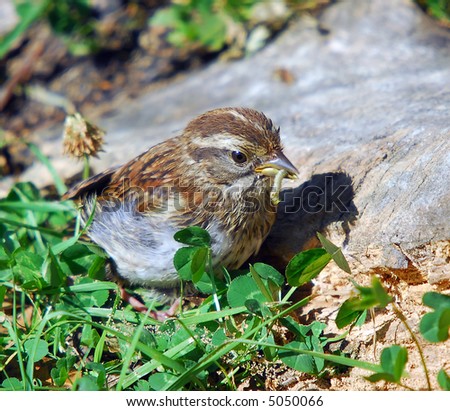Picture of a Chipping Sparrow eating