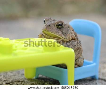 Date night disappointment/ Frog in chair at dinner
