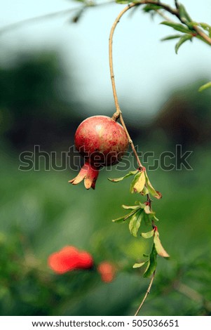 A ripe wild pomegranate, on the branch.