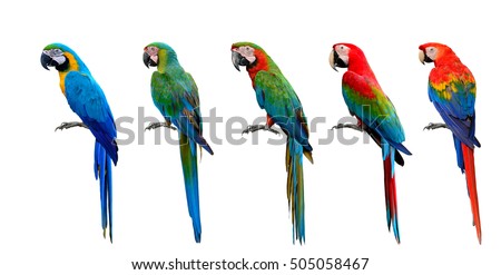 Beautiful set of macaw parrot birds compilation, Scarlet, Green-winged, Harlequin, Buffon and Blue and Gold, exotic parrots collection Royalty-Free Stock Photo #505058467