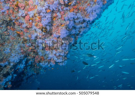 Colorful Coral