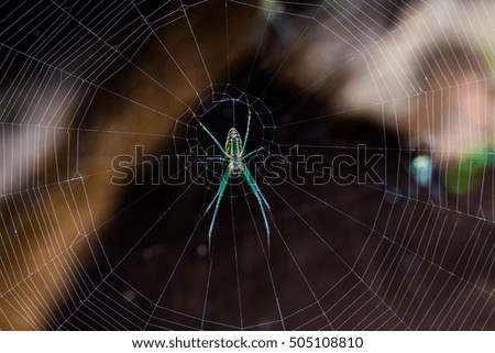 Close up of green spider on web,live in northern Thailand