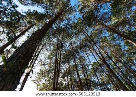 The trees in the blue sky, select focus