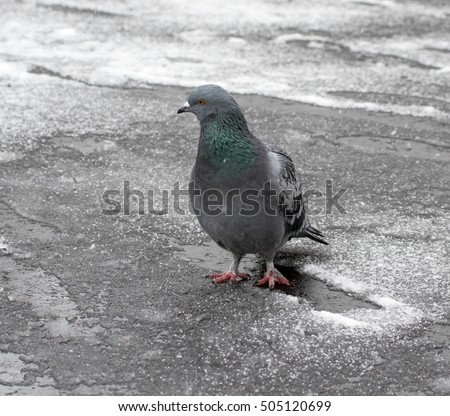 Bird wild pigeons in the city