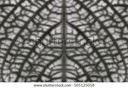 Leaf patterns in black and white/Texture background of backlight fresh black and white Leaf