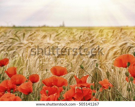 Macro picture of red poppies on a background of wheat on sunrise
