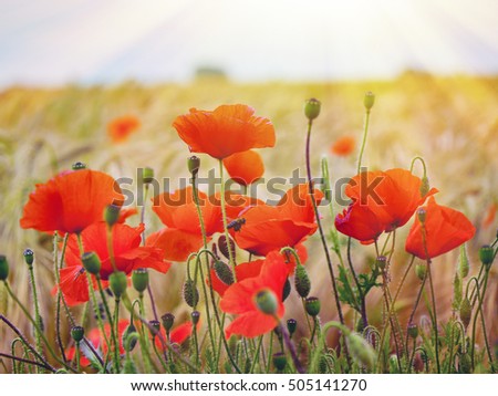 Macro picture of red poppies on a background of wheat on sunrise