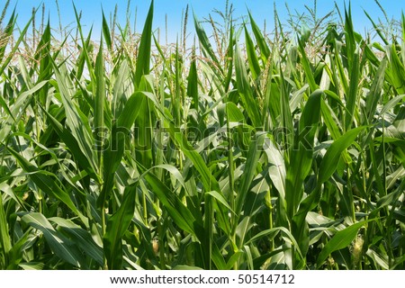 Corn grown in a rural farm ready for harvest