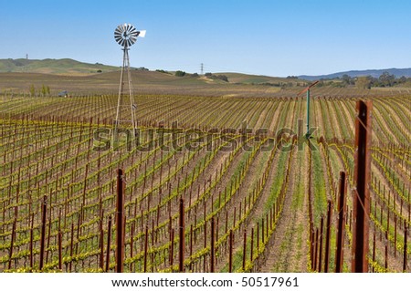Vineyard with Windmill and Blue Sky in Background