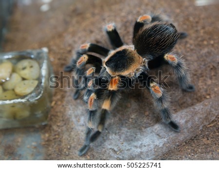 Tarantula Mexican red knee tarantula
It is a large arthropod, animal (not an insect). For humans, its sting is not fatal unless the person is allergic to the spider's venom.