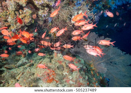 School of Blotcheye soldierfish