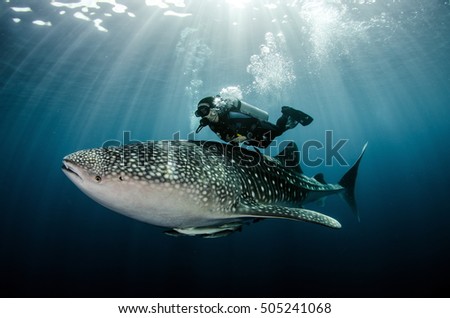 Scubadiver swimming with whale shark Royalty-Free Stock Photo #505241068