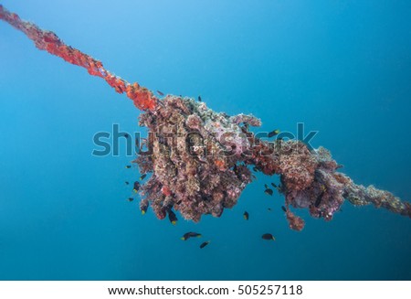 Sponge growing on a cable.
