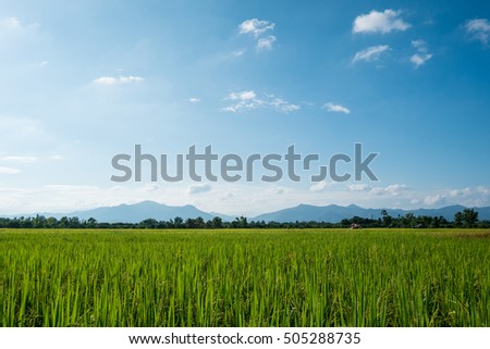 Rice field with blue sky and mountain background in Thailand