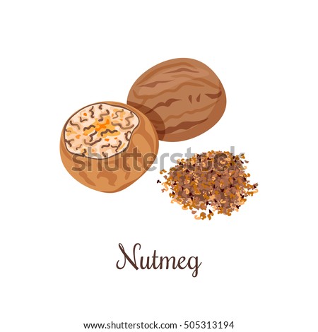 Nutmeg whole and crushed powder. Spices isolated on white background. Vector illustration. Can be used for package, prints, wrapping, menu, price tag, label, healthy brochure, organic. As logo, symbol Royalty-Free Stock Photo #505313194