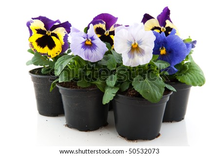 Colorful multicolor Pansy plants for the garden