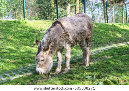 Donkey on a green meadow eating grass.