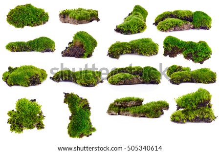 Set Green moss isolated on white bakground Royalty-Free Stock Photo #505340614