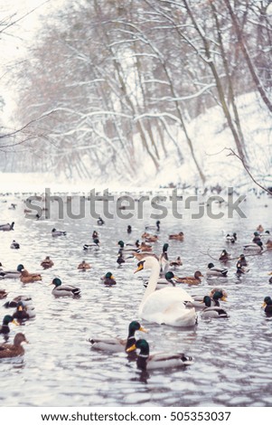 White swan and many ducks on winter pond. Shallow focus