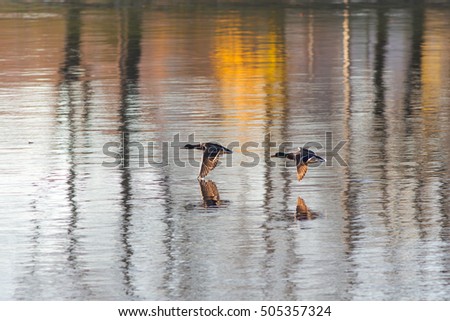 ducks in flight over the water with reflections
